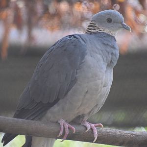 Ashy wood pigeon