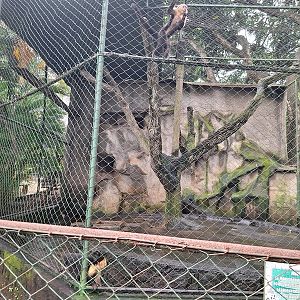 Zoológico Nacional de Nicaragua: capuchin enclosure