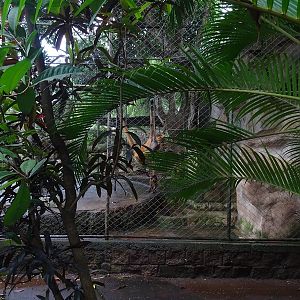 Zoológico Nacional de Nicaragua: spider monkey enclosure