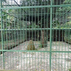 Zoológico Nacional de Nicaragua: chimpanzee enclosure