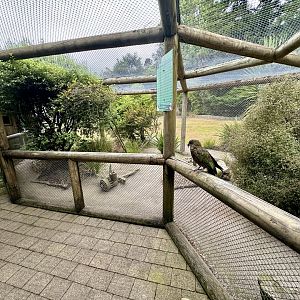 Kea Aviary