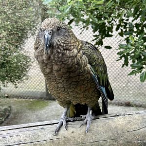 Kea (Nestor notabilis)