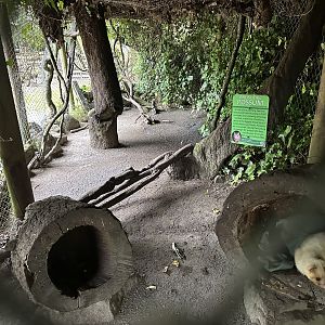 Brushtail Possum Exhibit