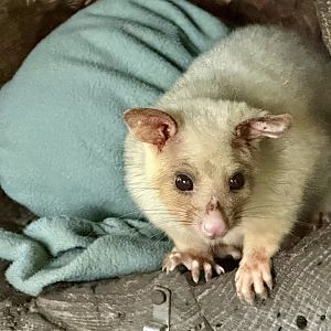 Golden Brushtail possum (Trichosurus vulpecula)