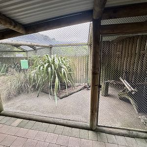 New Zealand Wood Pigeon Aviary