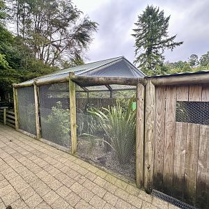 New Zealand Wood Pigeon Aviary
