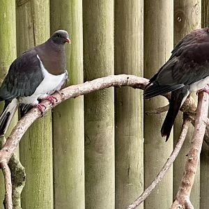 New Zealand pigeon (Hemiphaga novaeseelandiae)