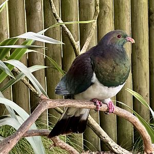 New Zealand pigeon (Hemiphaga novaeseelandiae)
