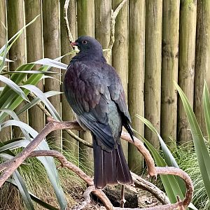 New Zealand pigeon (Hemiphaga novaeseelandiae)