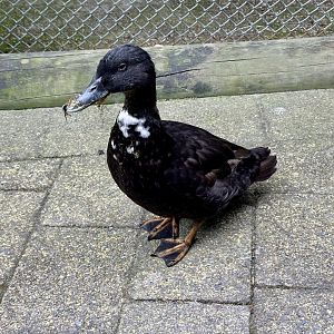 Domestic duck (Anas platyrhynchos domesticus)