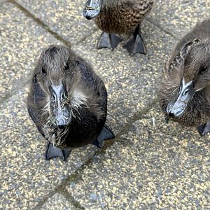 Domestic ducklings (Anas platyrhynchos domesticus)