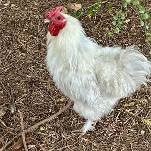 Domestic chicken (Gallus gallus domesticus)