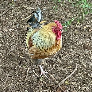 Domestic chicken (Gallus gallus domesticus)