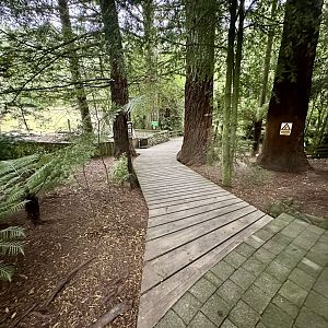 California Redwood Grove