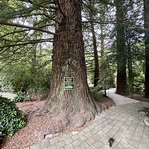 California redwood (Planted 1976)