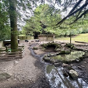 New Zealand Feral Pig Exhibit