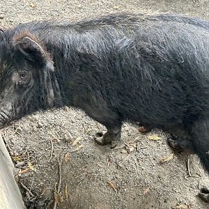 New Zealand feral pig (Sus scrofa)