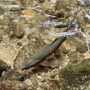 Wild Rainbow Trout (Oncorhynchus mykiss)