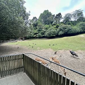 Fallow Deer Exhibit (Left Side)