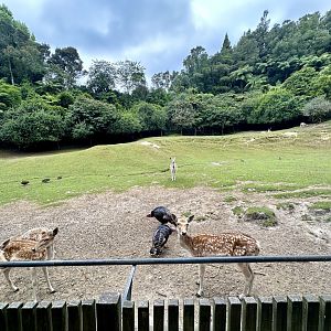 Fallow Deer Exhibit (Centre)