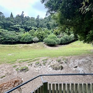 Fallow Deer Exhibit (Right)