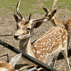Fallow deer (Dama dama)