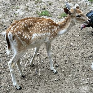Fallow deer (Dama dama)