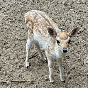 Fallow deer (Dama dama)