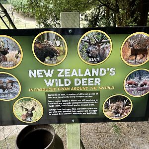 New Zealand Deer Species