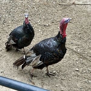 Turkey (Meleagris gallopavo domesticus)