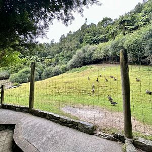 Himalayan Tahr Exhibit