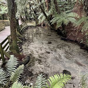 Juvenile Trout Pool