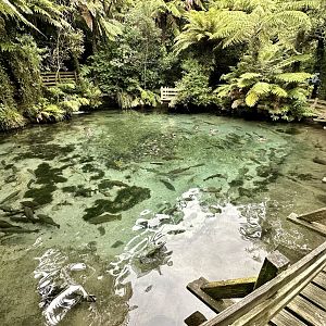 Rainbow Trout Pool