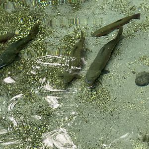 Rainbow trout (Oncorhynchus mykiss)