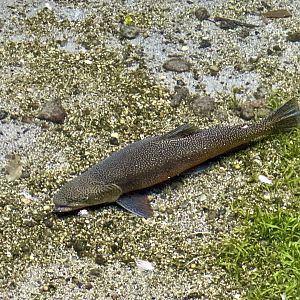 Brown trout (Salmo trutta)