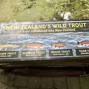 New Zealand Trout Species