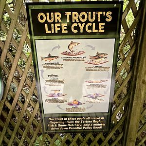 Trout Life Cycle