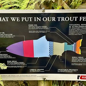 Trout Nutrition Information