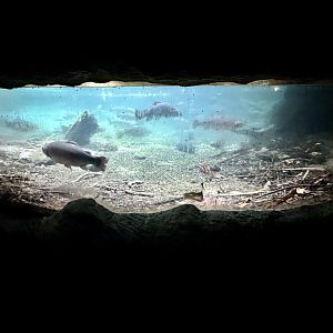 Trout Underwater Viewing Window