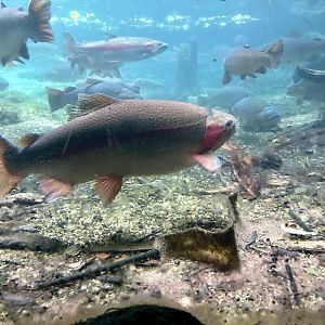 Trout Underwater Viewing Window