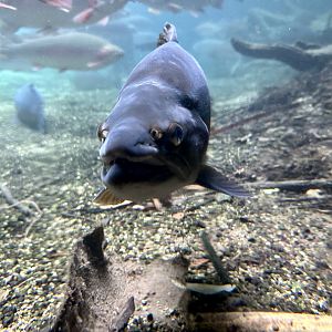 Rainbow trout (Oncorhynchus mykiss)