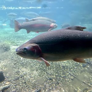 Brook trout (Salvelinus fontinalis)