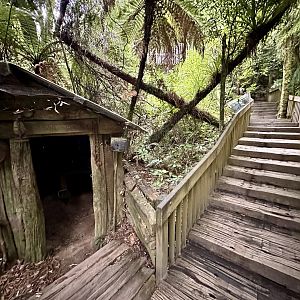 New Zealand Rainforest Trail (Bush Hut)