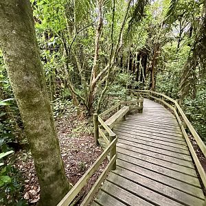 New Zealand Rainforest Trail (Exit)