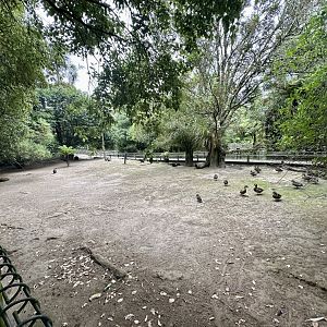 Dama Wallaby Exhibit