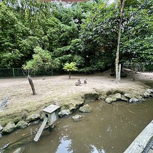 Dama Wallaby Exhibit