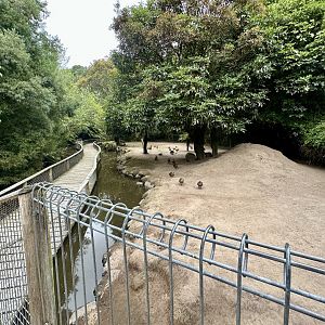 Dama Wallaby Exhibit