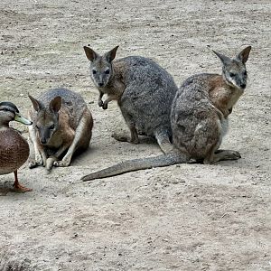 Dama wallaby (Notamacropus eugenii)