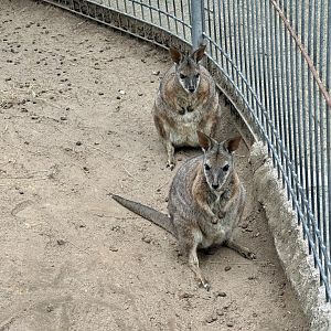 Dama wallaby (Notamacropus eugenii)