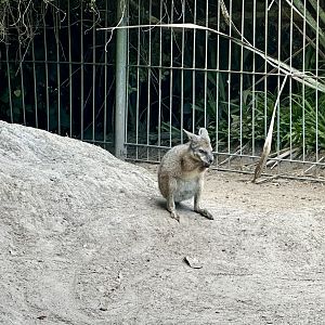 Dama wallaby (Notamacropus eugenii)